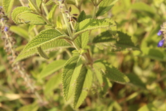 Salvia bogotensis