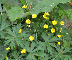 Ranunculus acris