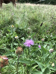 Centaurea × moncktonii