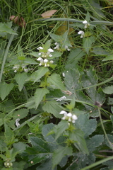 Lamium album