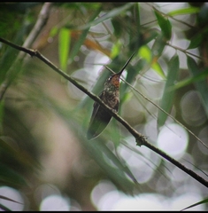 Coeligena helianthea