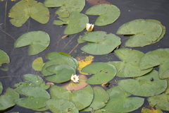Nymphaea candida