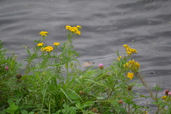 Tanacetum vulgare