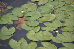 Nymphaea candida