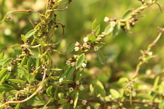 Scyphostelma