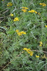 Tanacetum vulgare