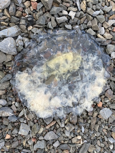 Phacellophora photographed in Maine