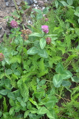 Trifolium pratense