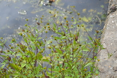 Bidens frondosa