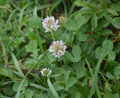 Trifolium repens