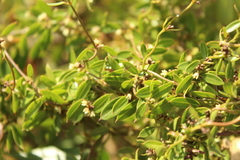 Scyphostelma