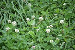 Trifolium repens