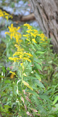 Solidago gigantea
