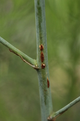 Puccinia asparagi