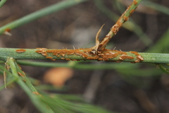 Puccinia asparagi