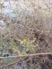 Chiliadenus iphionoides