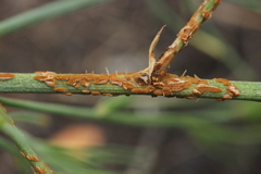 Puccinia asparagi