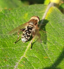 Anasimyia contracta