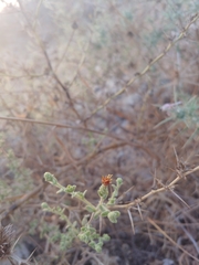 Chiliadenus iphionoides