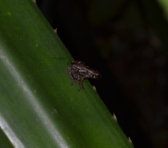 Guibemantis liber