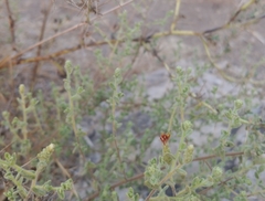 Chiliadenus iphionoides