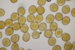 Puccinia asparagi