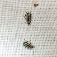 Acalymma trivittatum