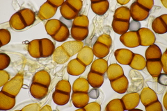 Puccinia asparagi