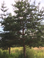 Pinus sylvestris