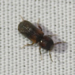 Scobicia suturalis