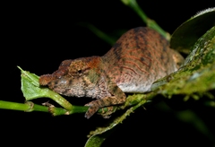 Calumma nasutum