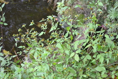 Bidens frondosa