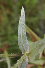 Podosphaera dipsacacearum