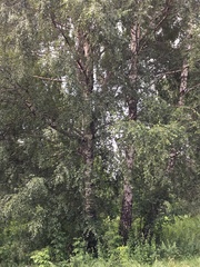Betula pendula