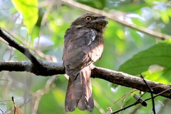 Gould's Frogmouth photo 2