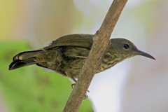 Kurochkinegramma hypogrammicum