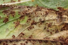 Puccinia pulverulenta