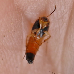 Lordithon lunulatus