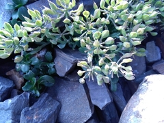 Noccaea rotundifolia