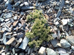 Noccaea rotundifolia