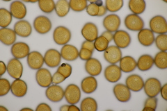 Puccinia pulverulenta