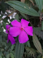 Pleroma semidecandrum