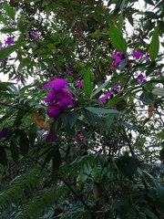 Pleroma semidecandrum