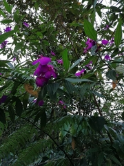 Pleroma semidecandrum