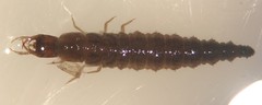 Tropisternus quadristriatus