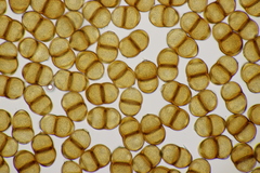 Puccinia pulverulenta