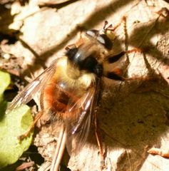 Criorhina bubulcus