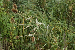 Podosphaera dipsacacearum