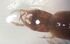 Tropisternus quadristriatus