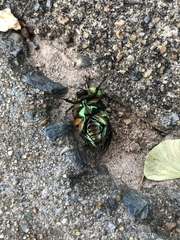 Cotinis nitida